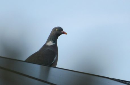 Pigeon perched on a rooftop solar panel - solar arrays give birds shelter to roost and nest beneath